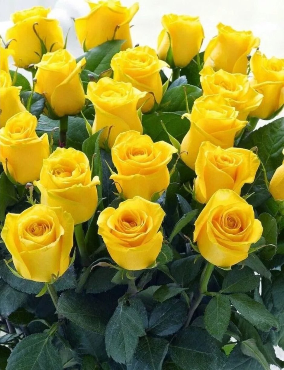 Желтые розы в вазе