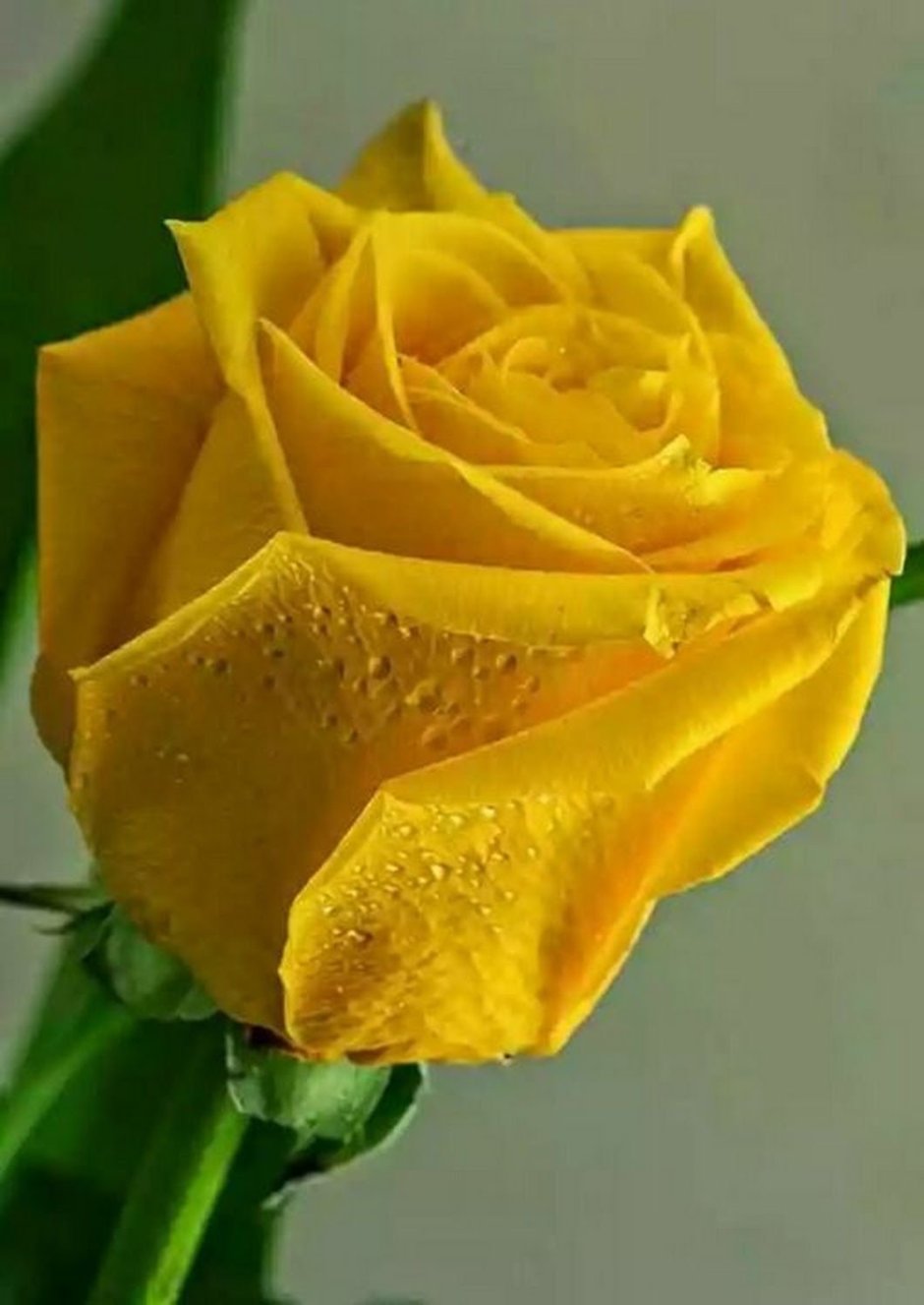 Спасибо желтые розы