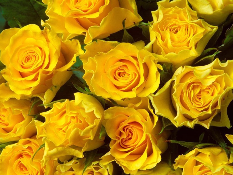 Желтые розы Эстетика