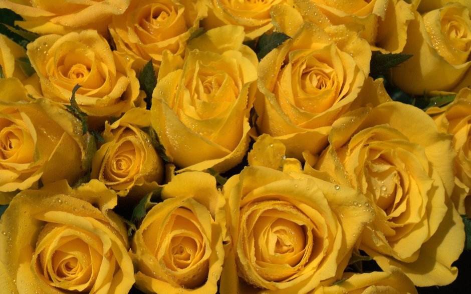 Жёлтые розы профессиональная съемка