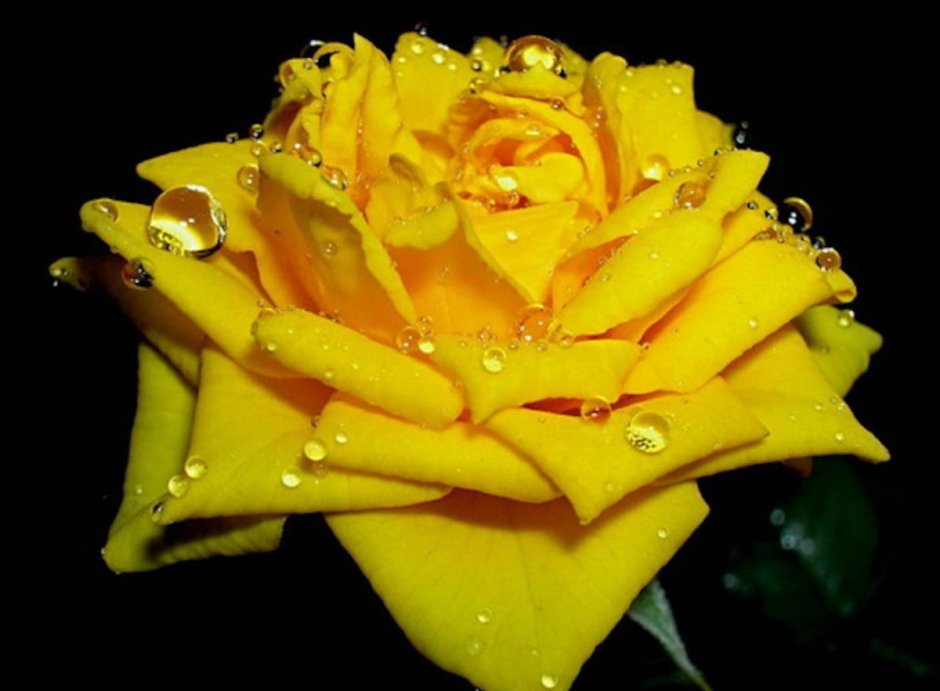 Фотообои желтые розы
