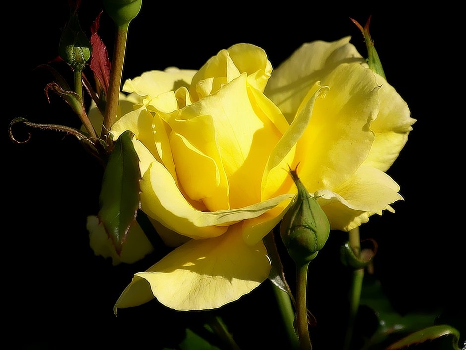 Роза Клео желтая