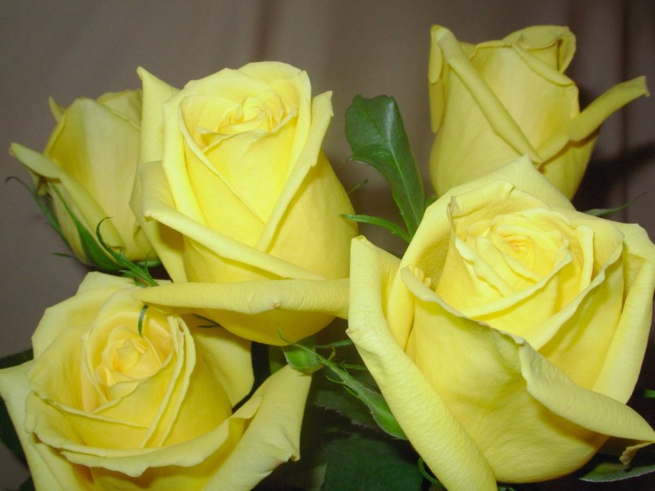 Желтые розы "Бриджит"