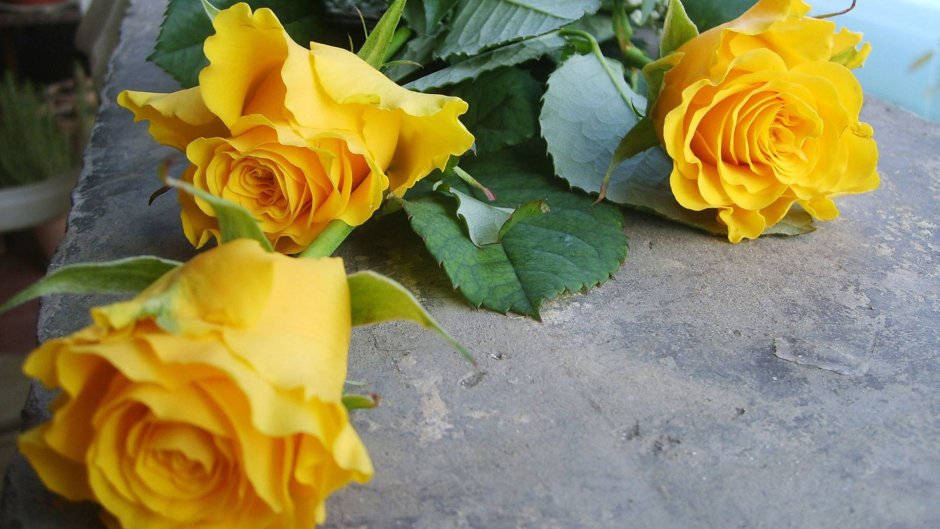 Поздравительная открытка с желтыми розами