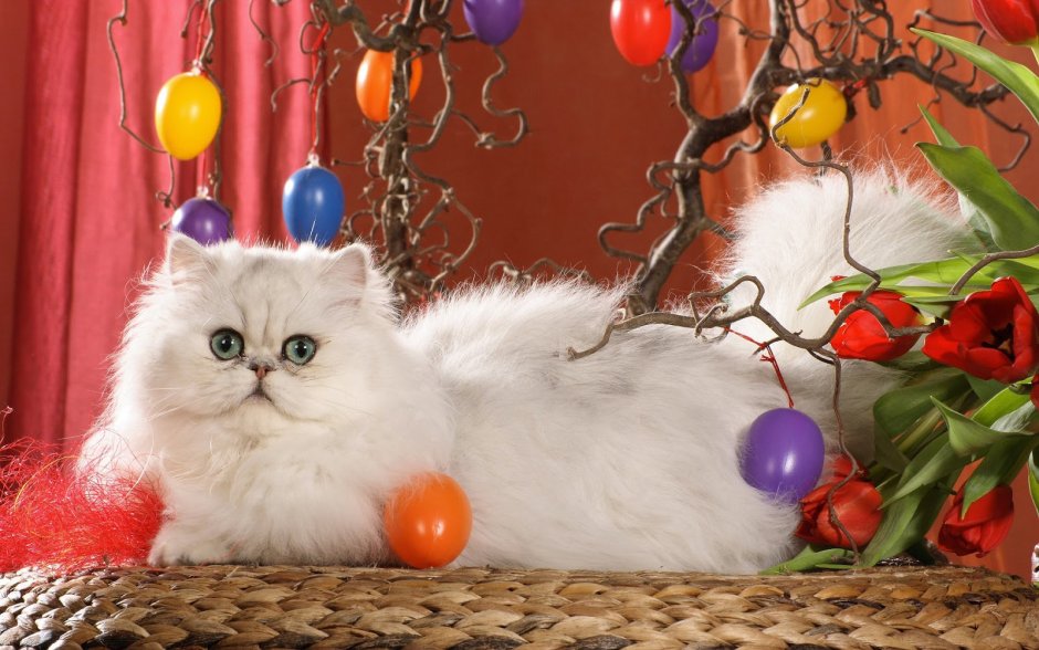 Персидский кот Пасха