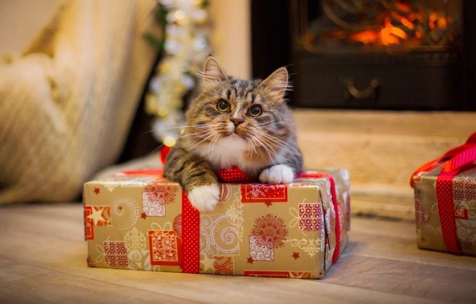 Кот с подарком
