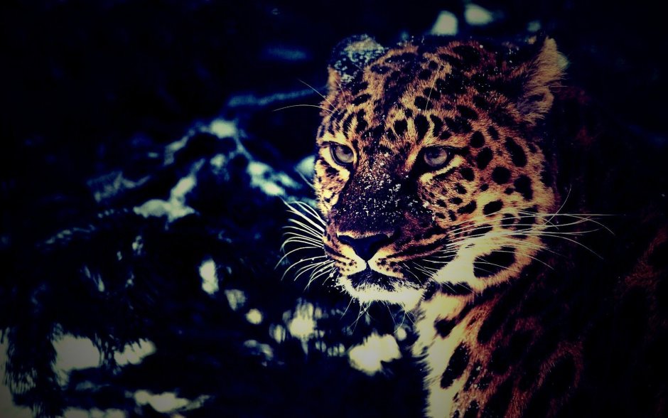 Леопард картинки