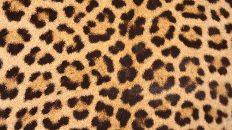Кошка леопард