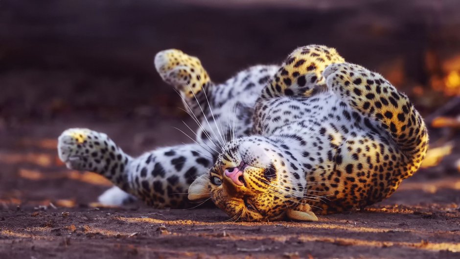 Аравийский леопард