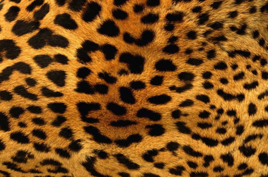 Земля леопарда животные