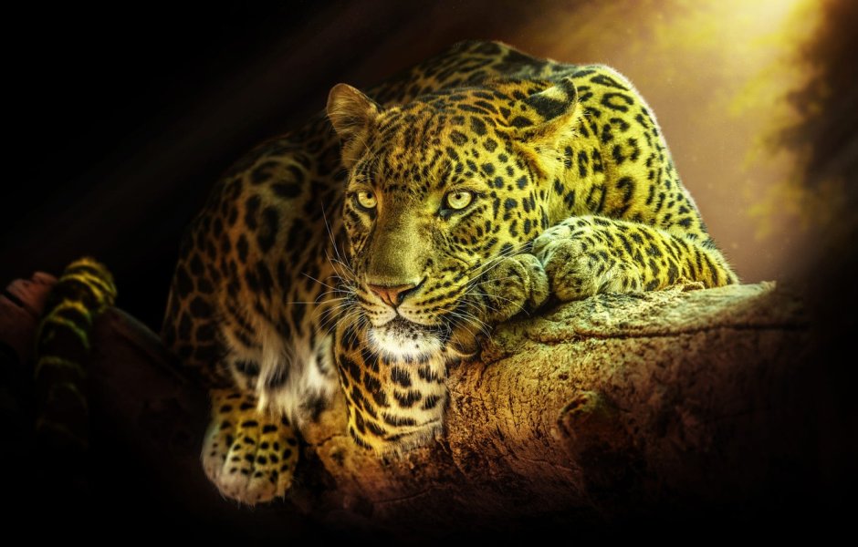 Ягуар-ночное животное