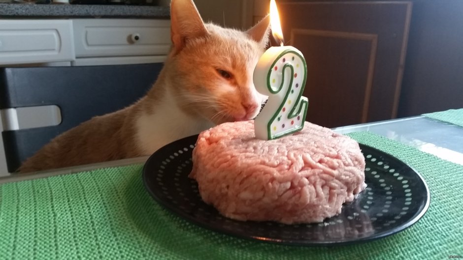Подарок кошке на день рождения