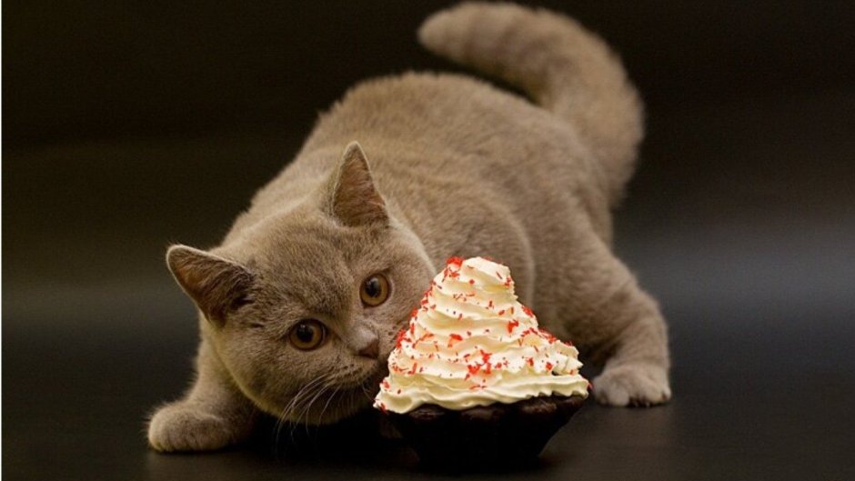 Милый котик с тортиком