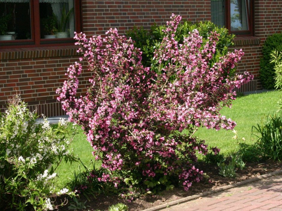 Вейгела Цветущая (Weigela Florida rosea)