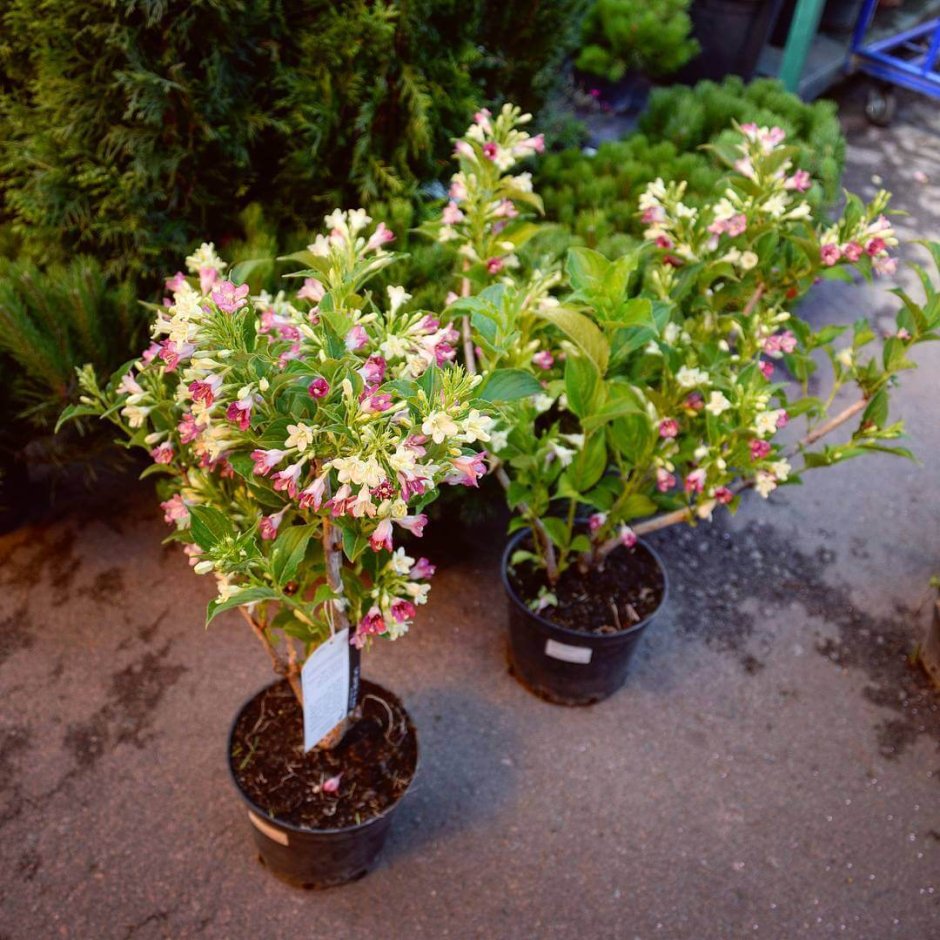 Вейгела Цветущая - Weigela Florida 'purpurea'