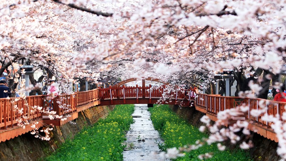 Южная Корея мост природа