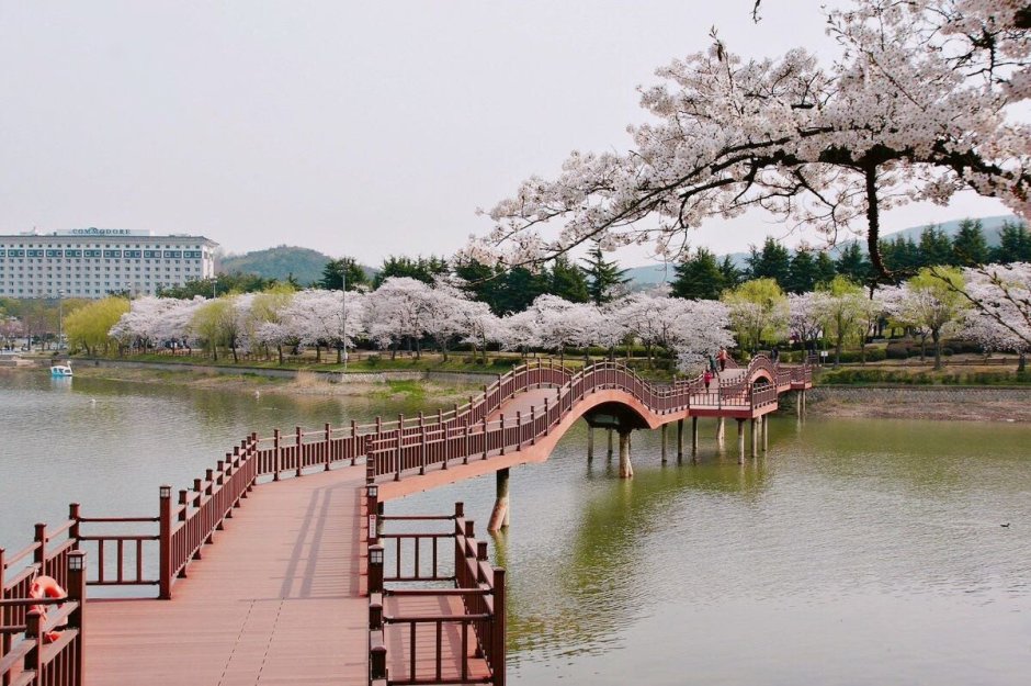 Чинхэ Южная Корея цветение Сакуры