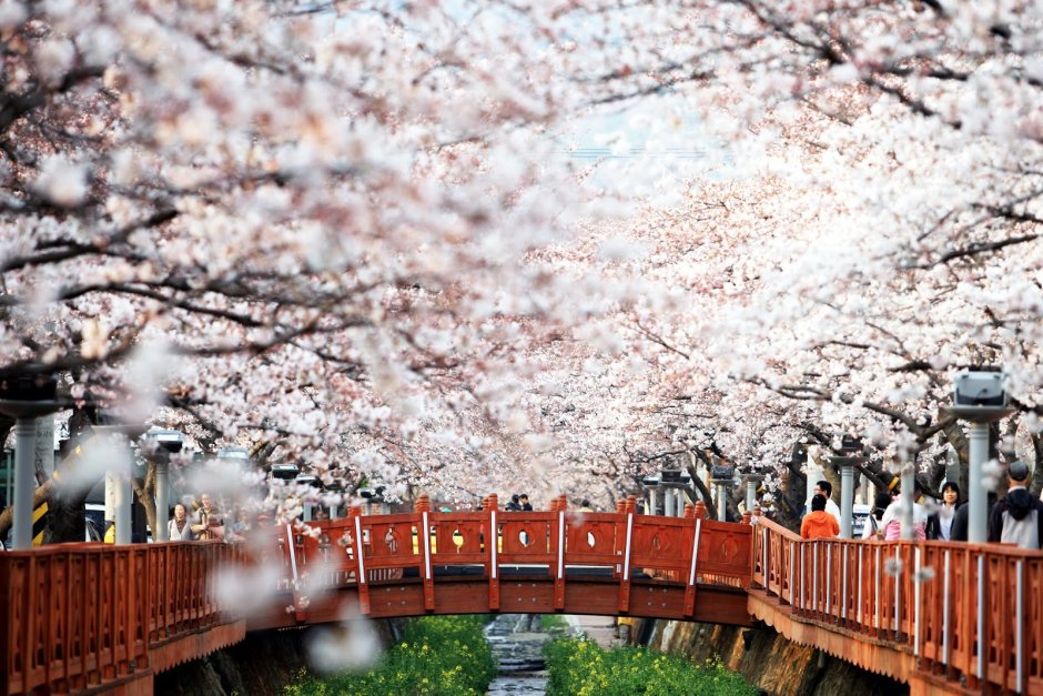 Сеул Южная Корея цветение Сакуры