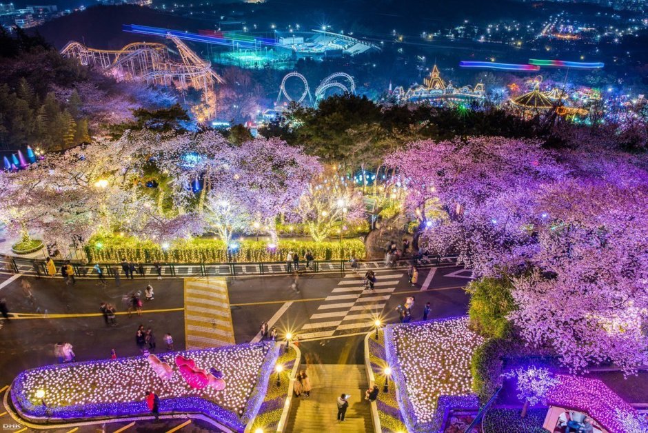 Сакура в Сеуле 2020