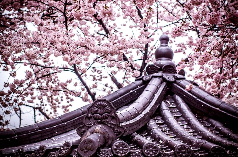 Корея дворец кёнбоккун цветение Сакуры