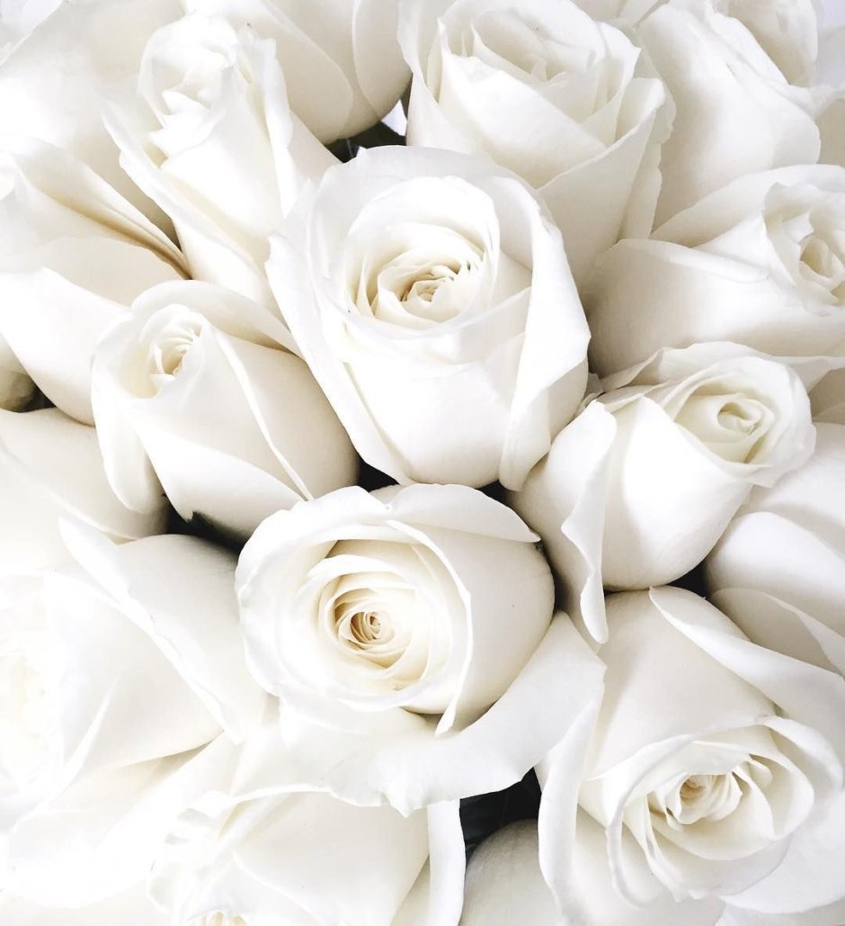 Кипельно белые розы