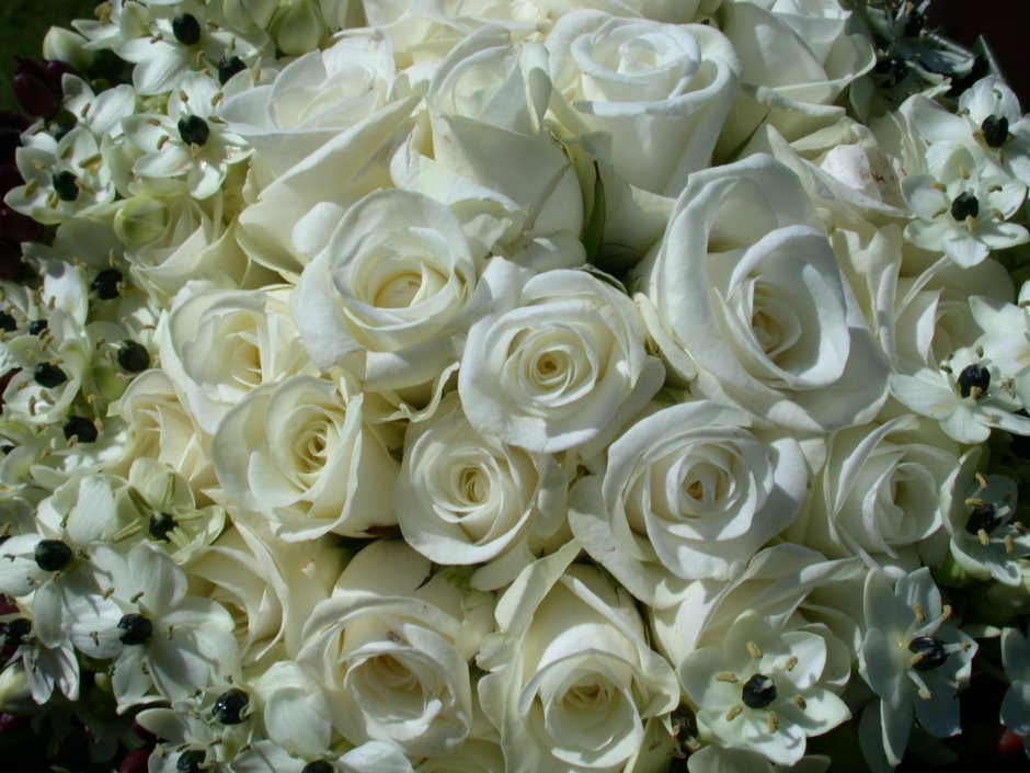 Фон для поздравления с белыми розами