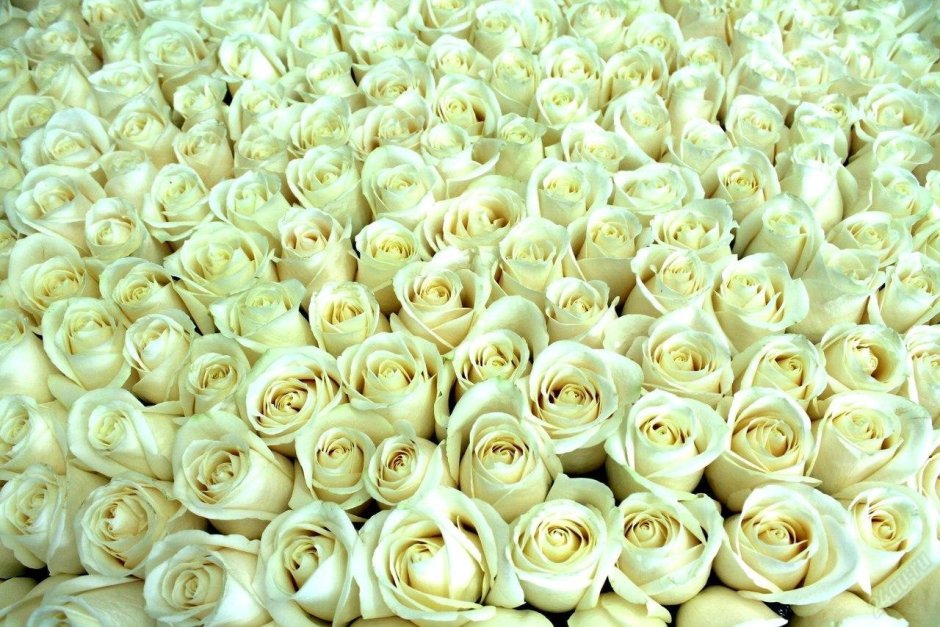 Необычные белые розы