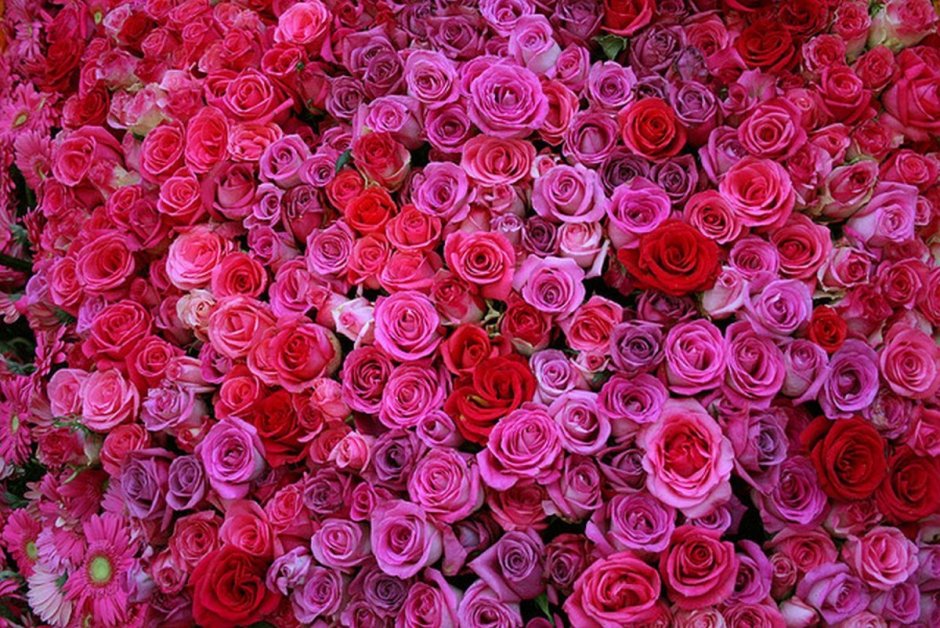 Много роз