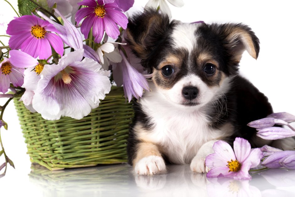 Собака с цветком