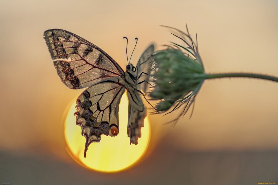 Жизнь бабочки