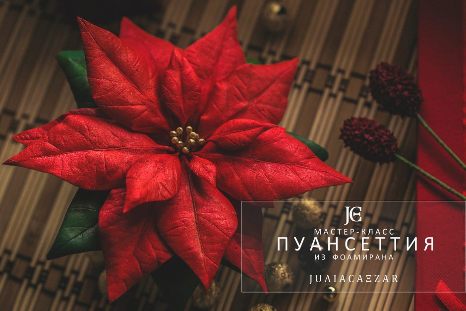 Пуансеттия - Рождественская звезда (2018)
