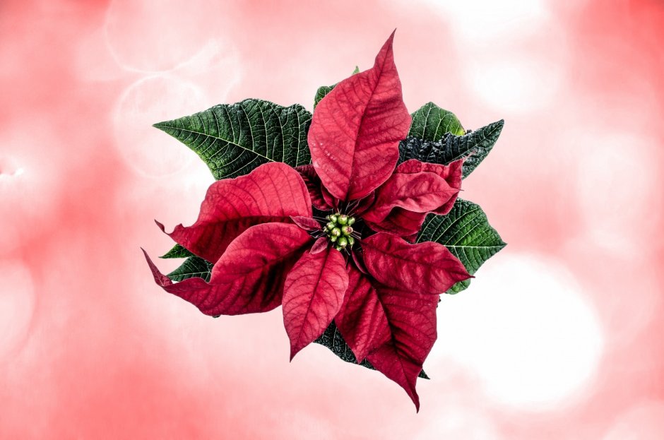 Рождественский цветок пуансеттия из фетра