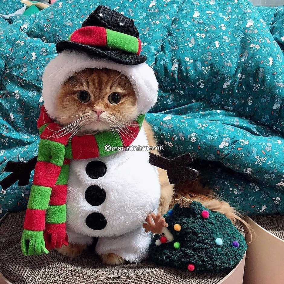 Котик в новогодней шапке арт