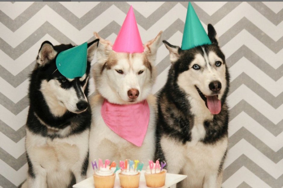 Открытки с днём рождения с собаками