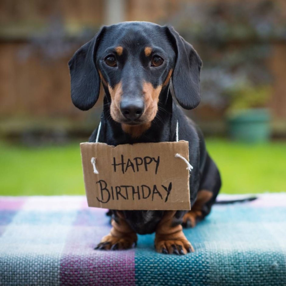 Поздравление с днем рождения волонтеру животных