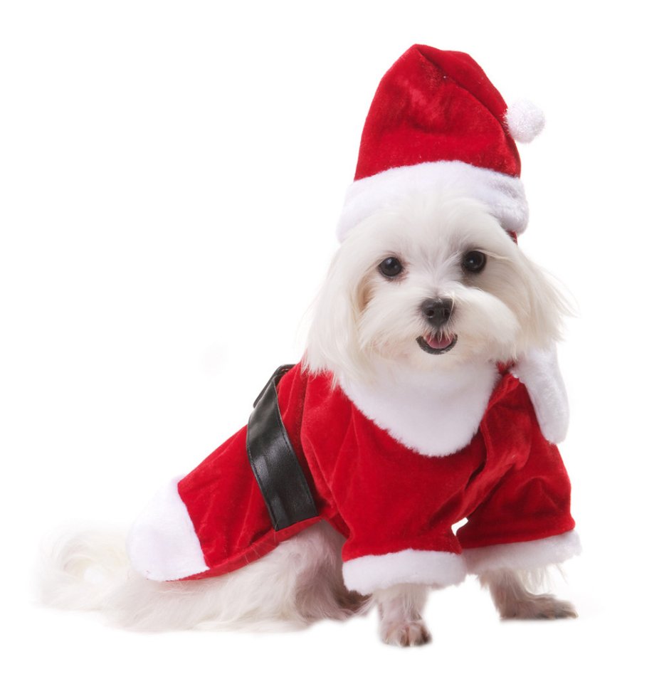 Собачка в костюме Деда Мороза