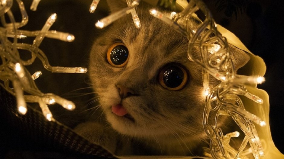 Рождественский кот