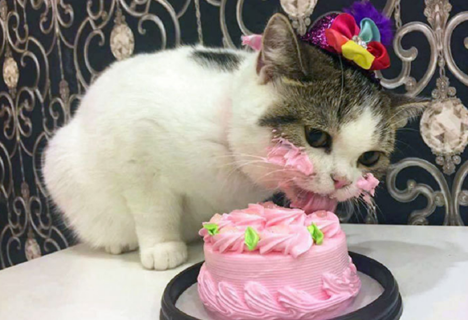 Торт с «кошками»