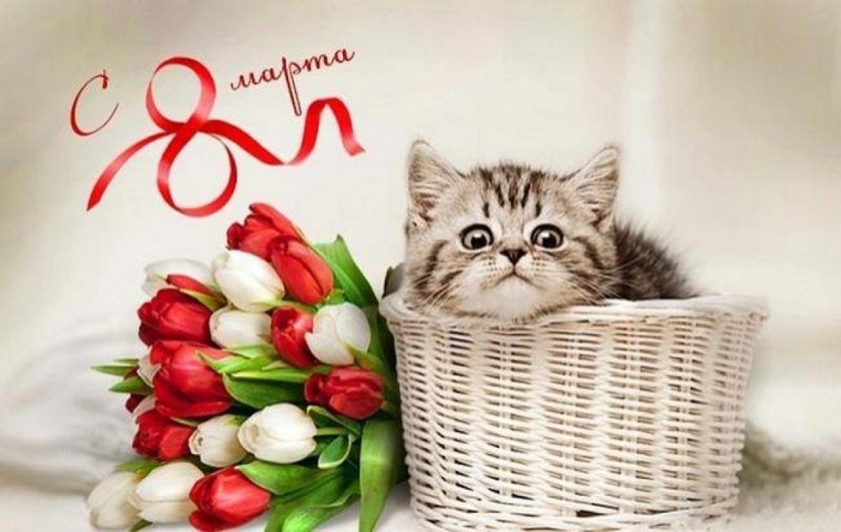 Кот поздравляет с 8 марта