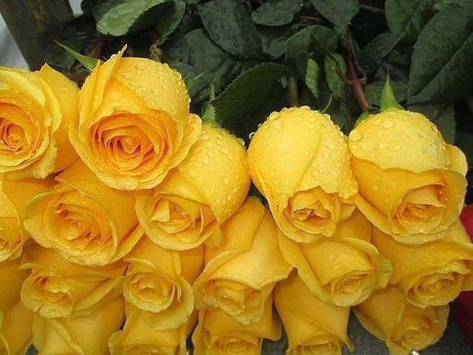 Доброе утро желтые розы