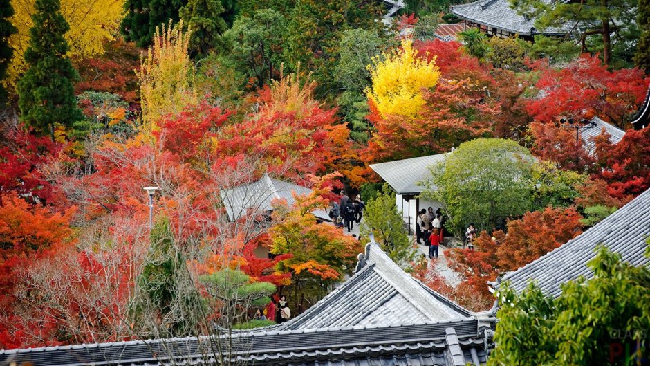 Ботанический сад Киото сад пионов