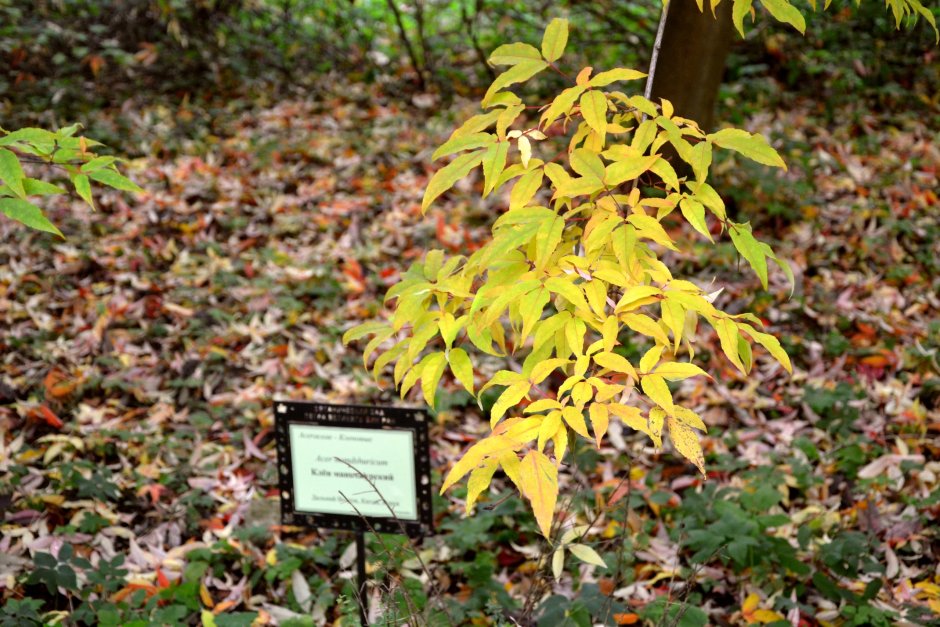 Осенний кленовый лист рисунок