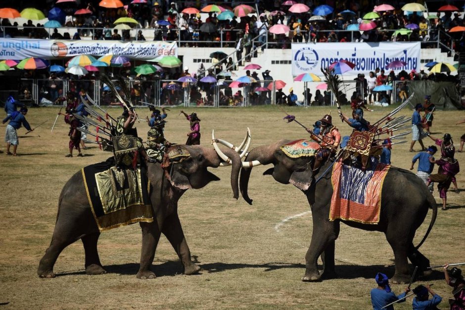 Суринский фестиваль слонов