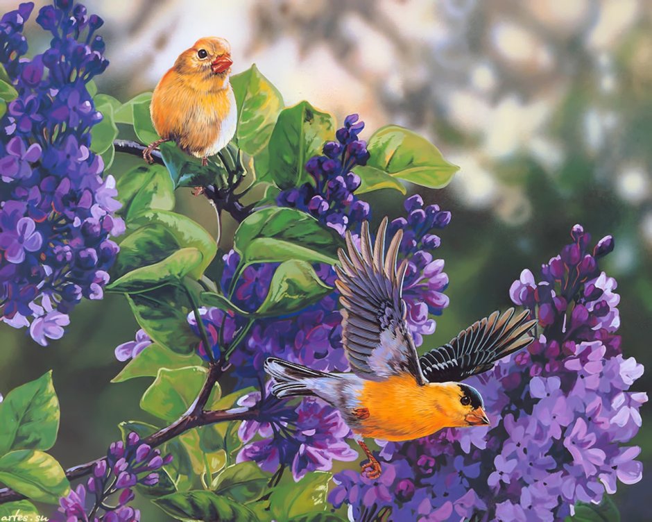 Природа цветы птицы