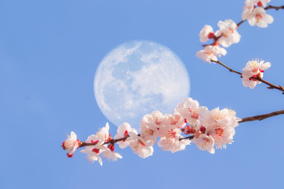 Виседный цветок оседная Луна савбай
