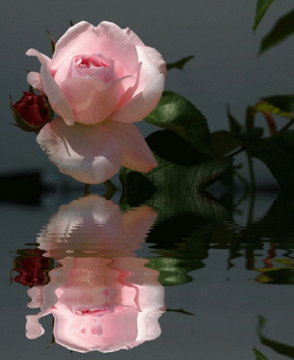 Розы отражающиеся в воде