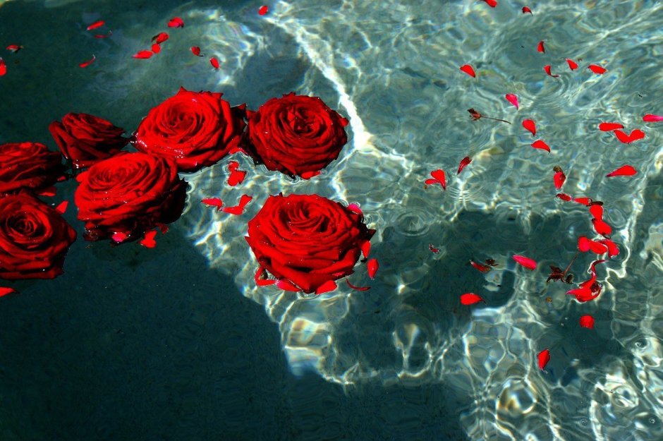 Красивые розы в воде