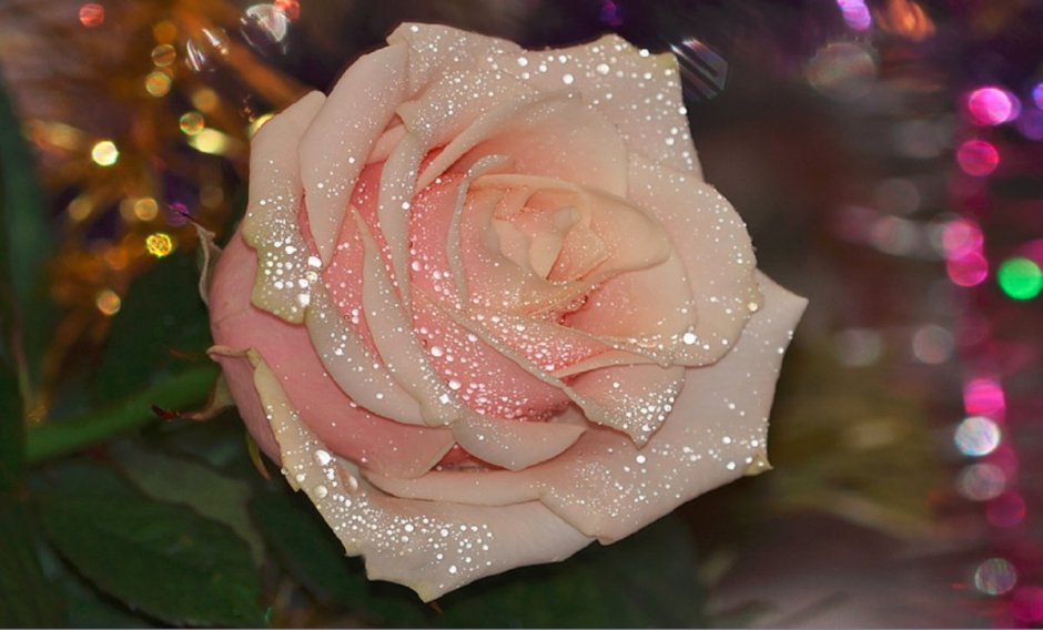 Белая роза с блестками