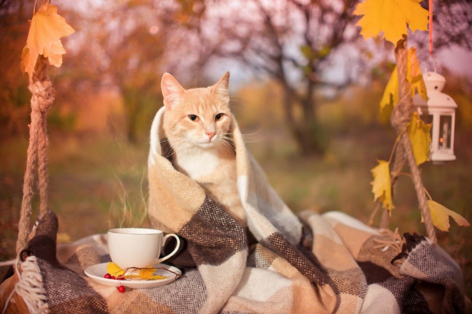 Осень уют кот