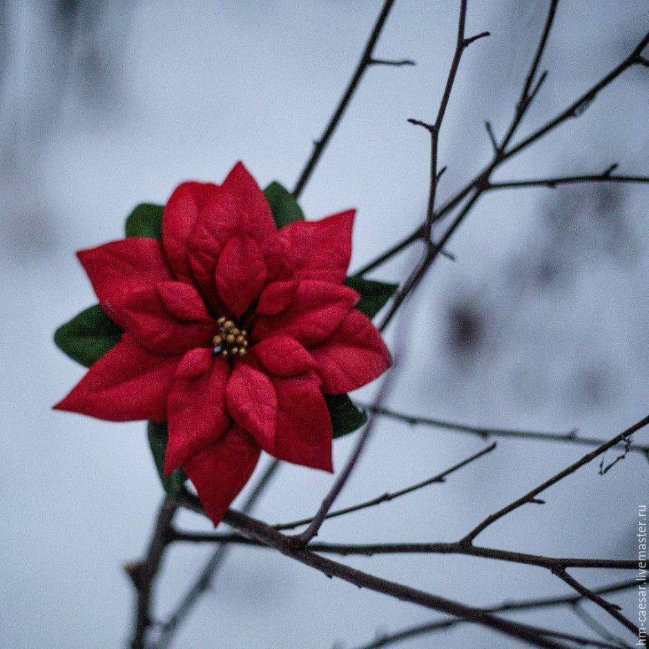 Рождественский цветок пуансеттия из фоамирана